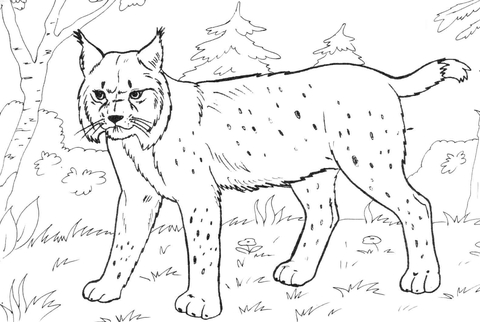 Lynx In The Forest Coloring Page